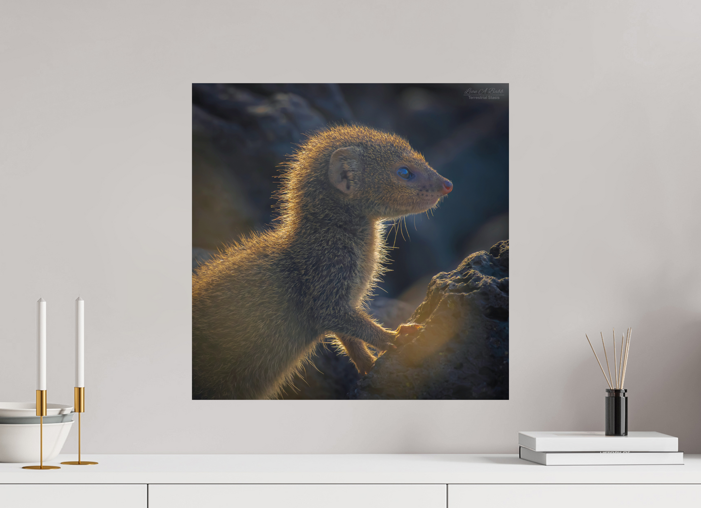 (08I) Baby Mongoose