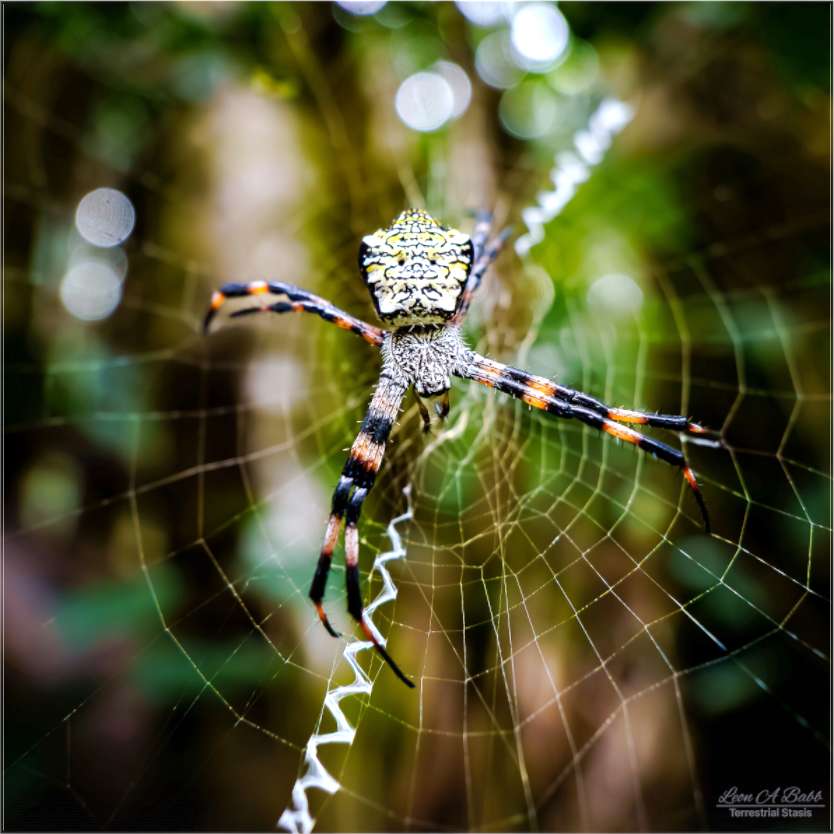 (09A) Spider on the trail