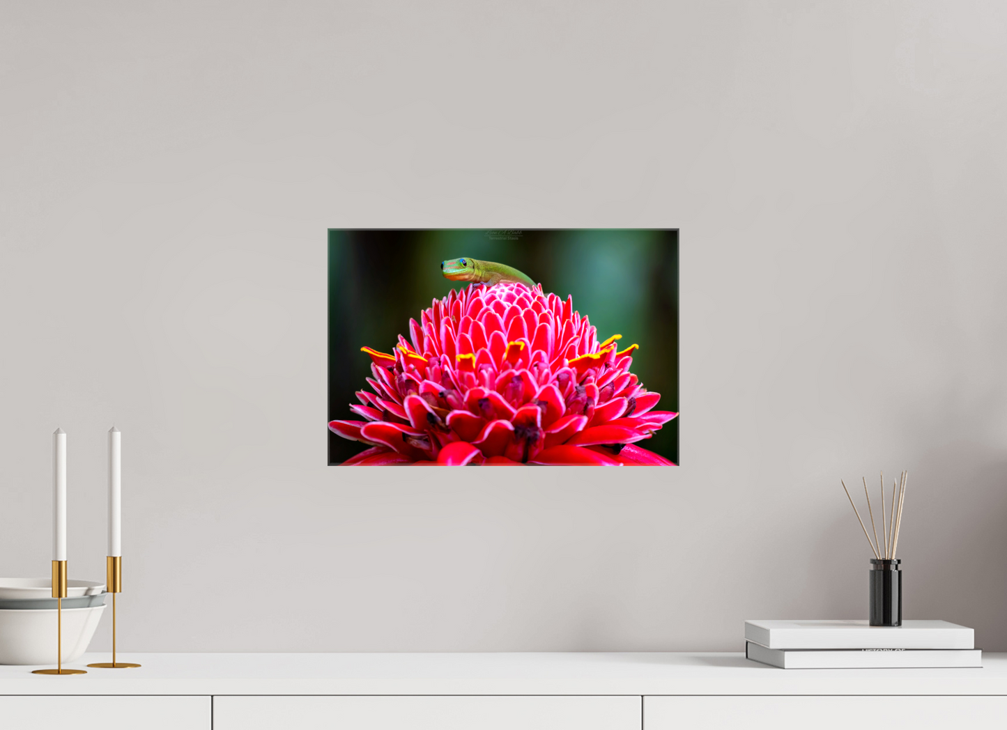 (08F) Gecko on a flower