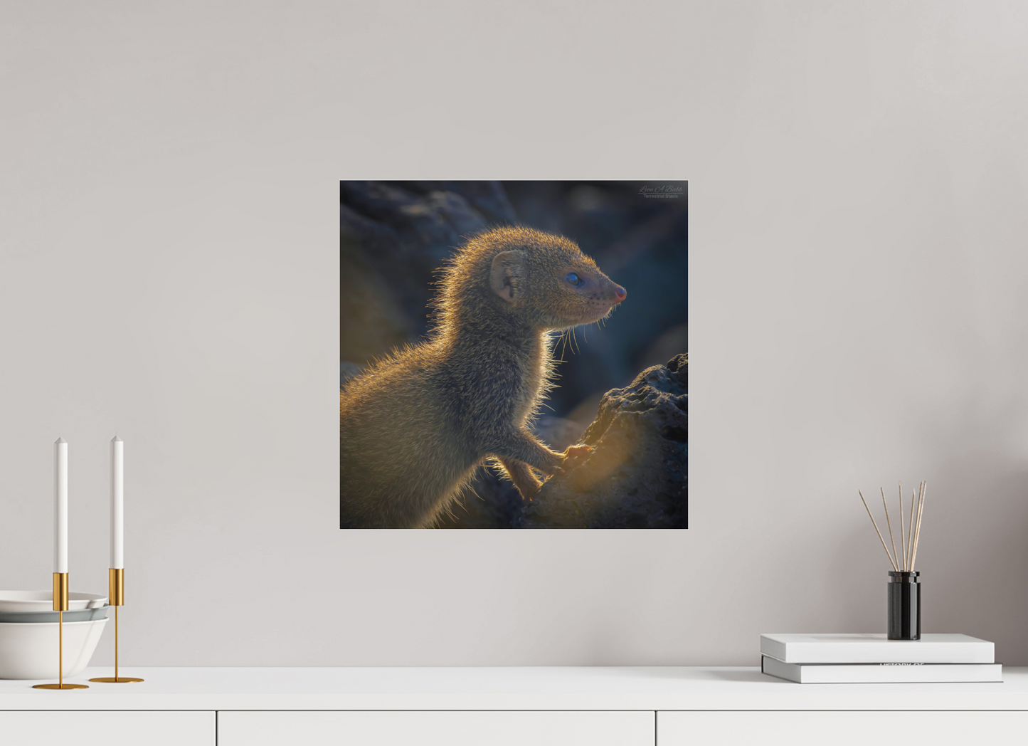 (08I) Baby Mongoose