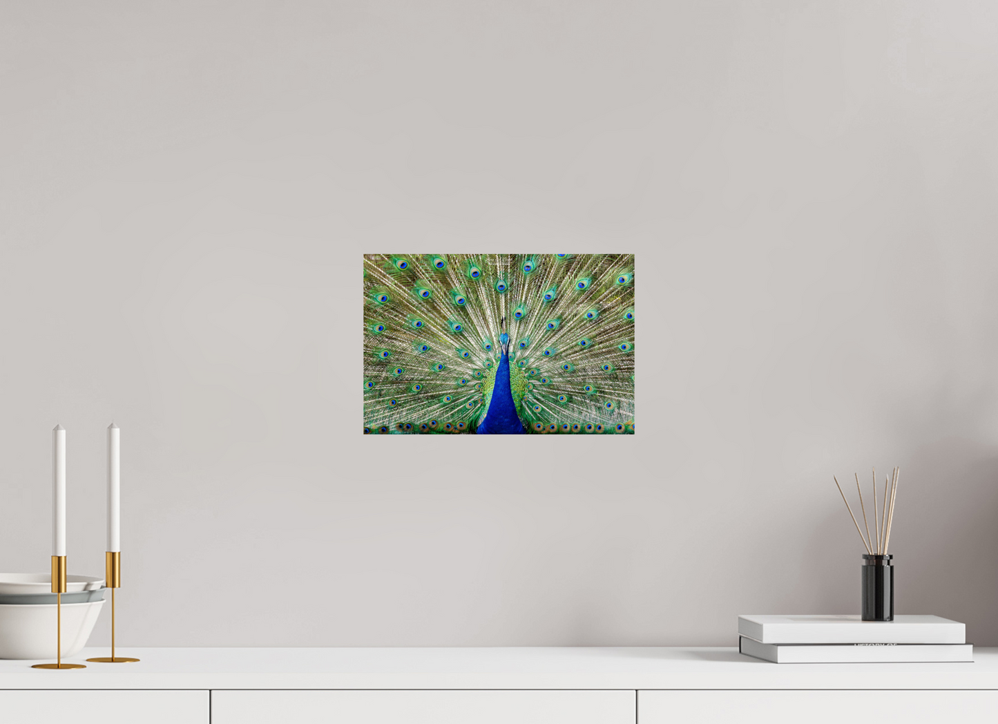 (08C) Peacock Display