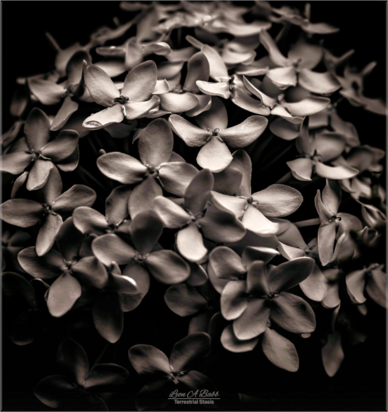 (07D) Monochrome Garden
