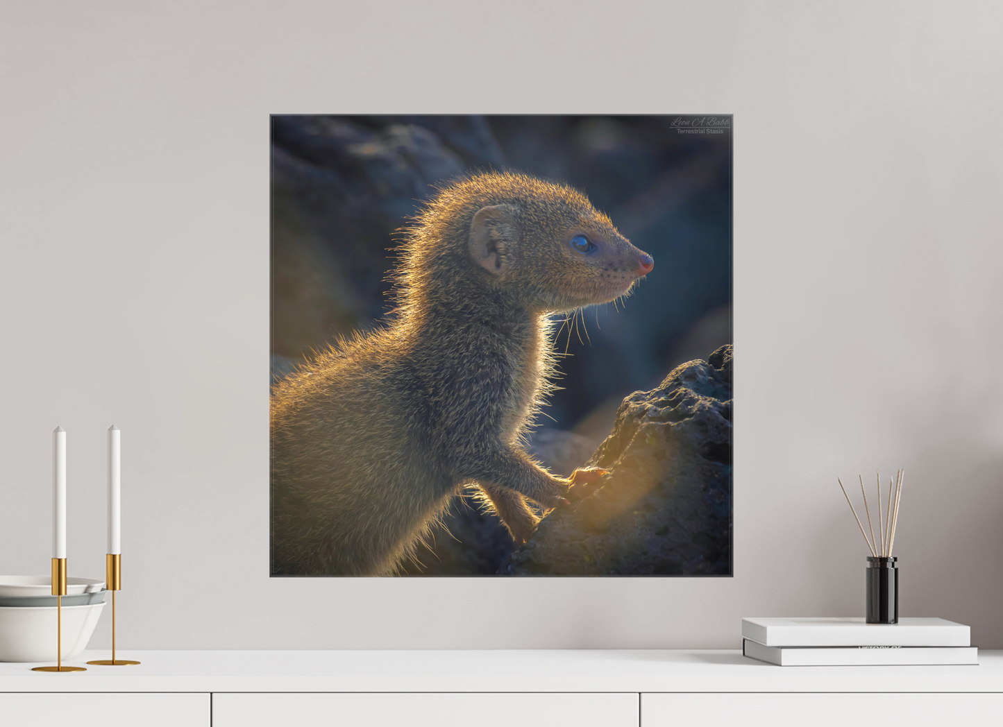 (08I) Baby Mongoose