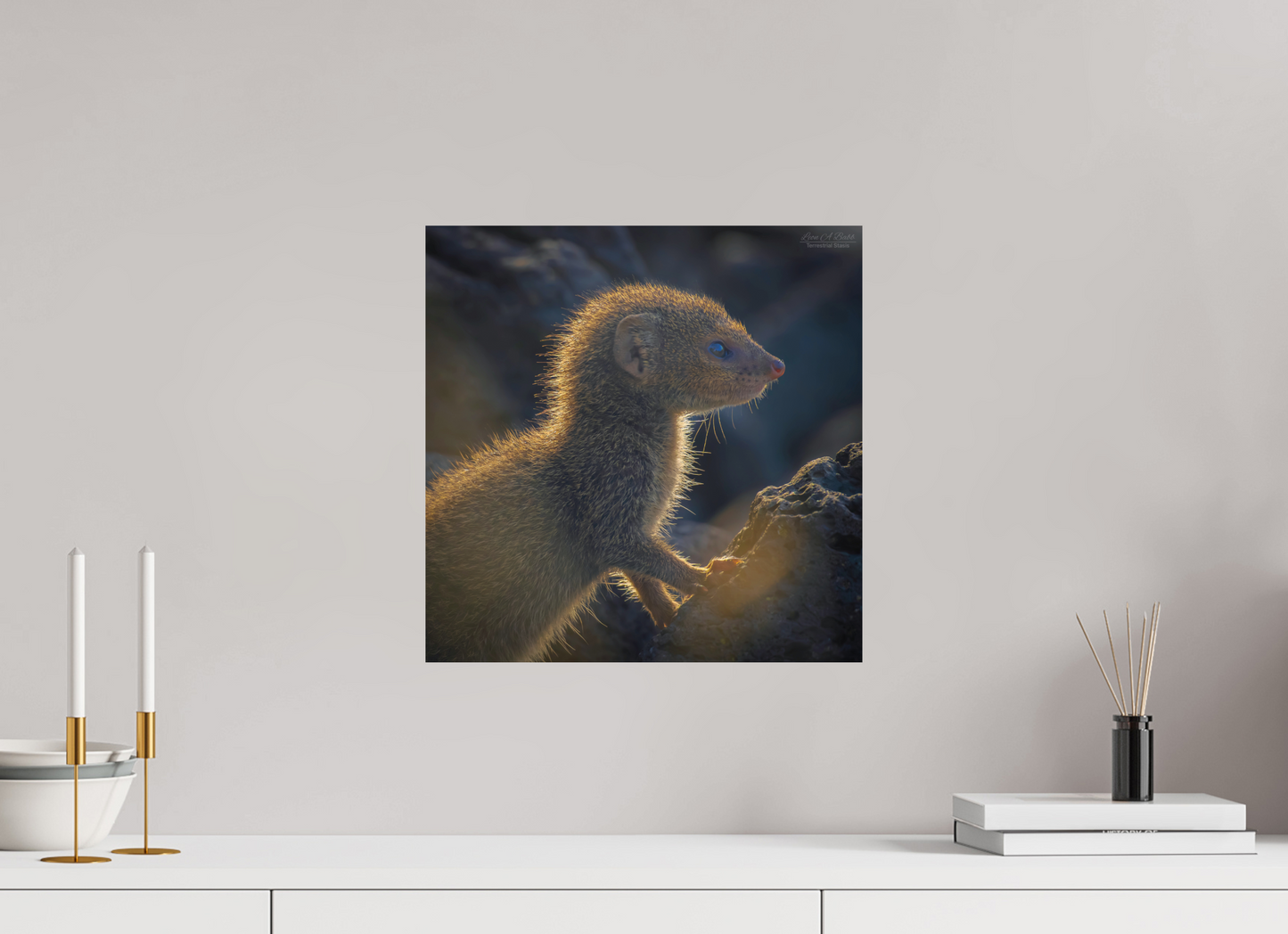 (08I) Baby Mongoose