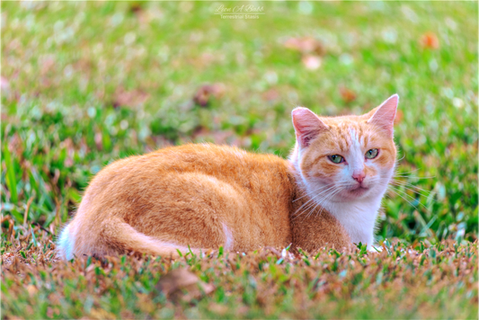 (08H) Hawaii Strays in Color