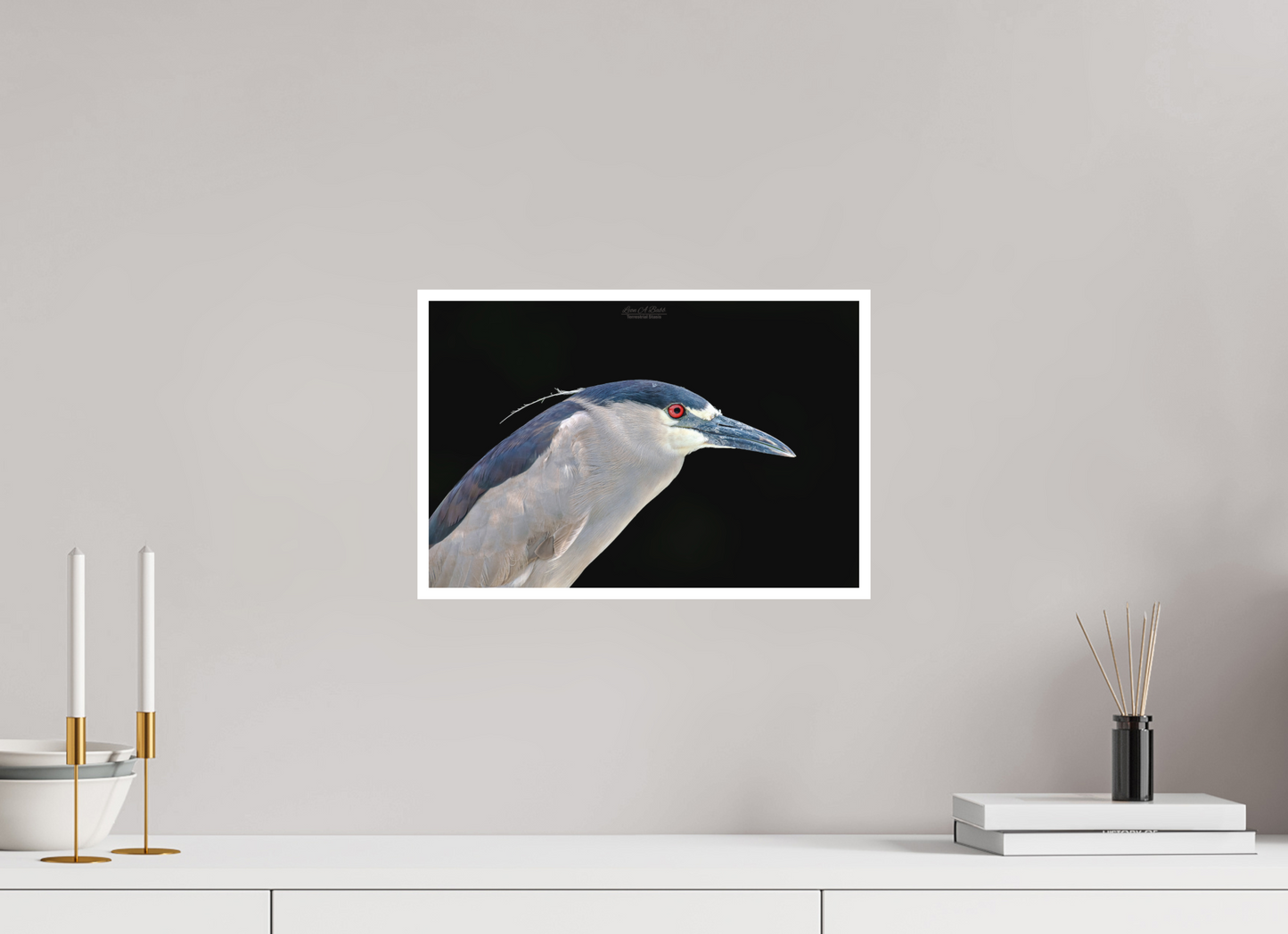 15 x 10″, Photo Print with Matte Lamination (08B) Black-crowned Night Heron