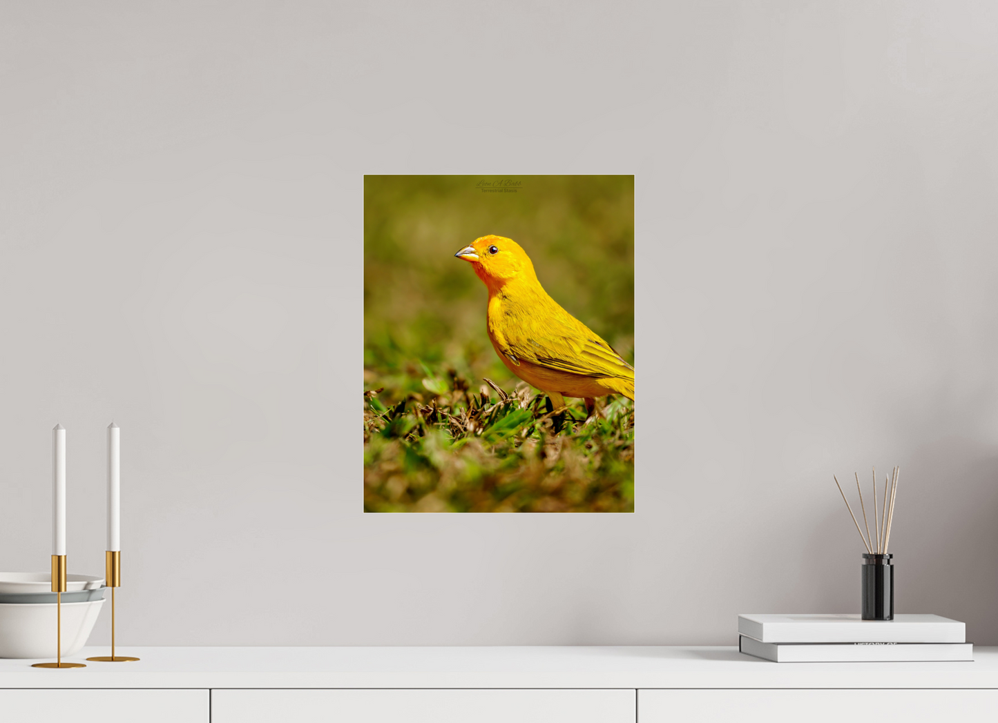 12 x 15″, Photo Print Under Acrylic Glass (08E) Halcyon