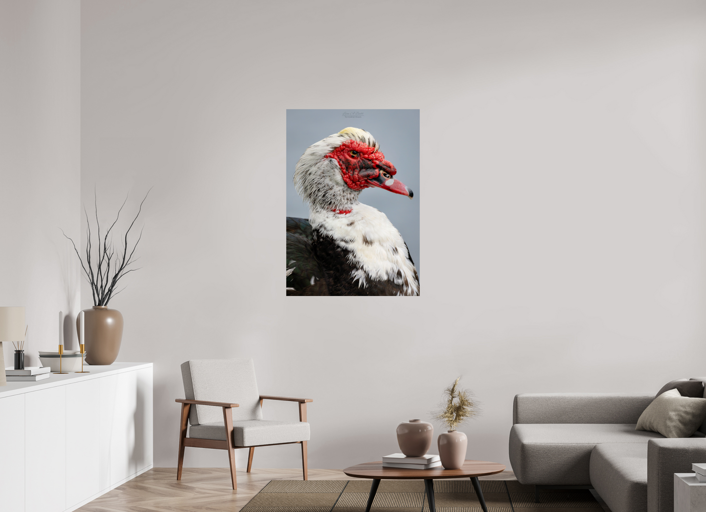 31 x 43.4″, Print with Aluminum Backing and Glossy Lamination (08S) Male Muscovy Duck Portrait