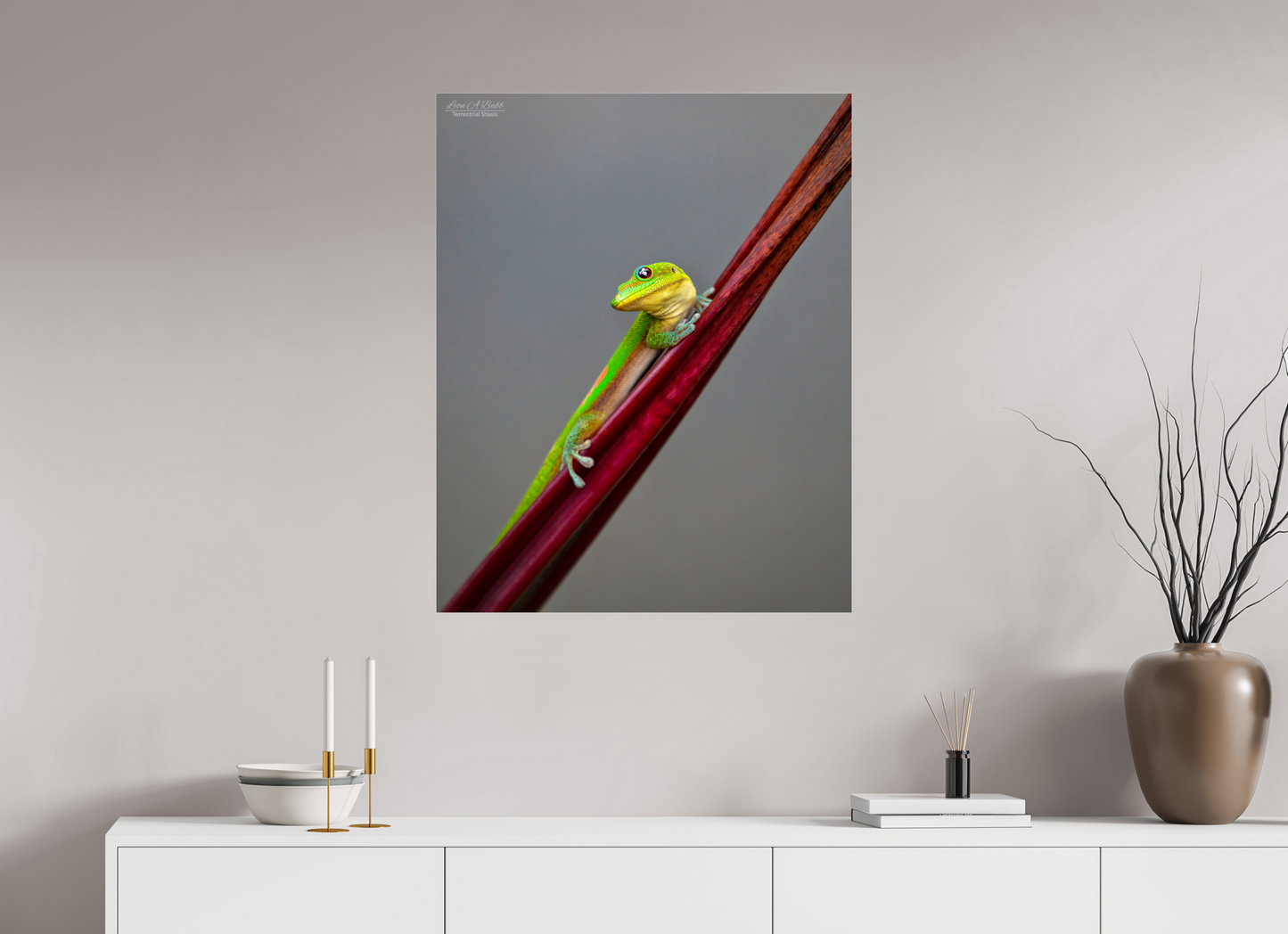 28 x 35″, Photo Print Under Acrylic Glass (08R) Focused Stare