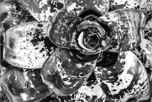 (07C) BnW Plant