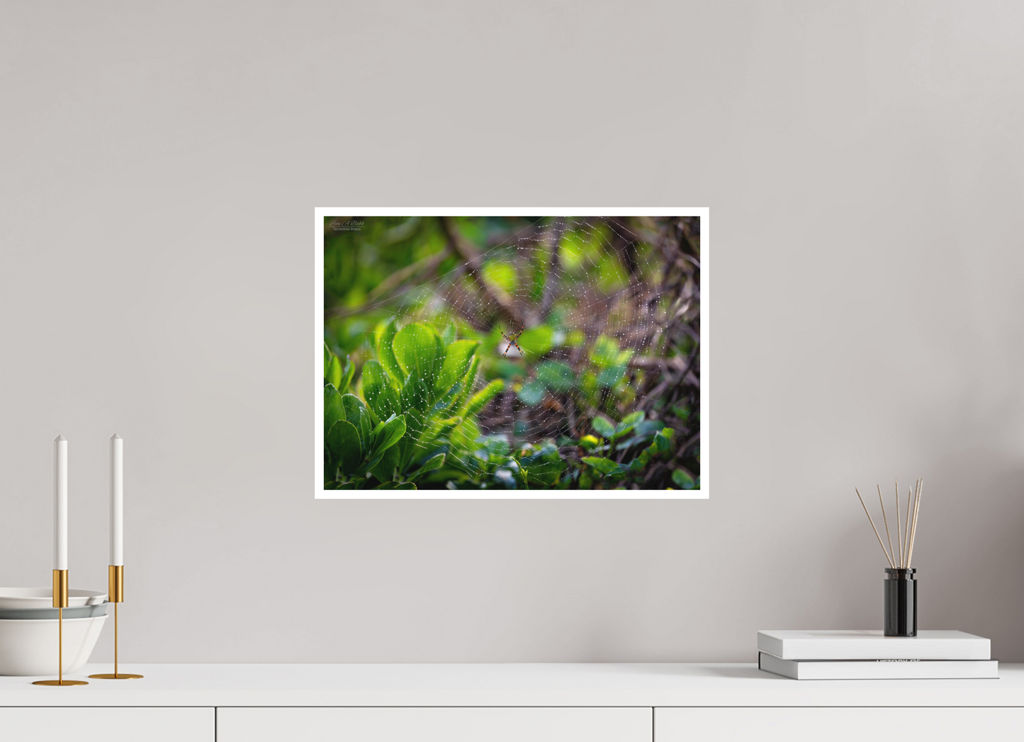 16.5 x 12″, Print with Matte Lamination Hawaiian Garden Spider Web