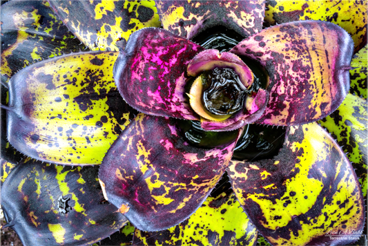 (07B) Colorful Plant