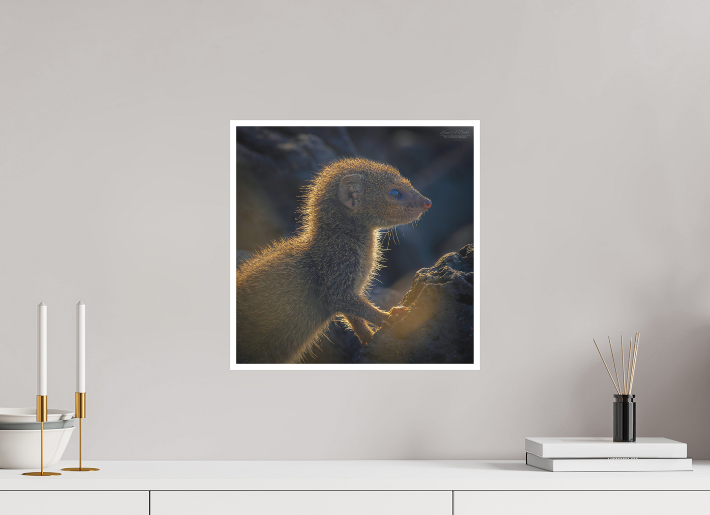 15 x 15″, Photo Print with Matte Lamination (08I) Baby Mongoose