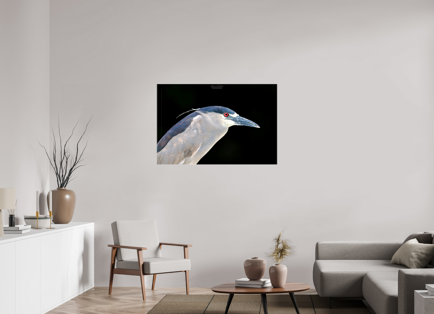 (08B) Black-crowned Night Heron