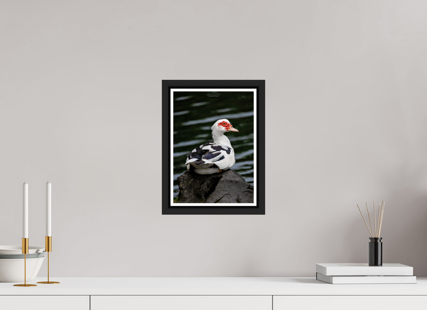 8 x 11.2″, Black Matte Floater Frame with Acrylic Glass (08T) Female Muscovy Duck Portrait