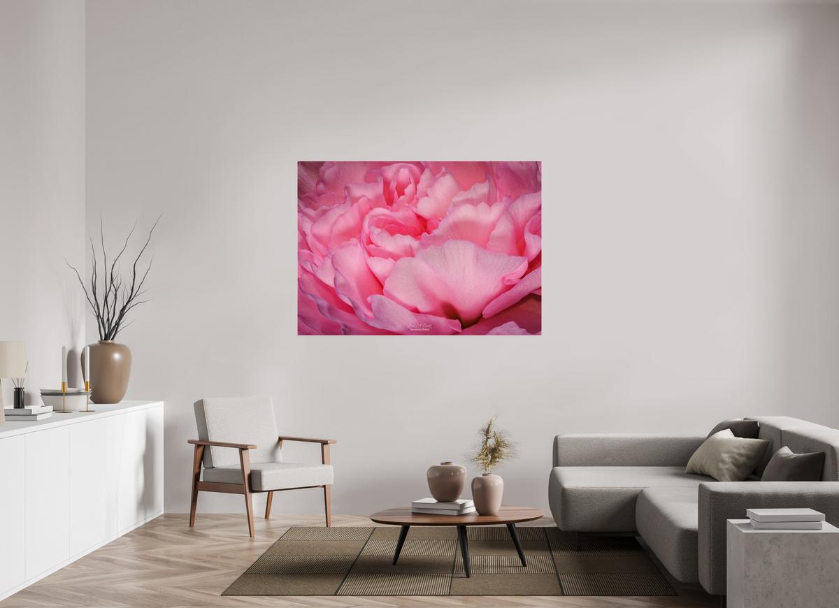 60.2 x 43″, Photo Print Under Acrylic Glass Radiant Pink Petals