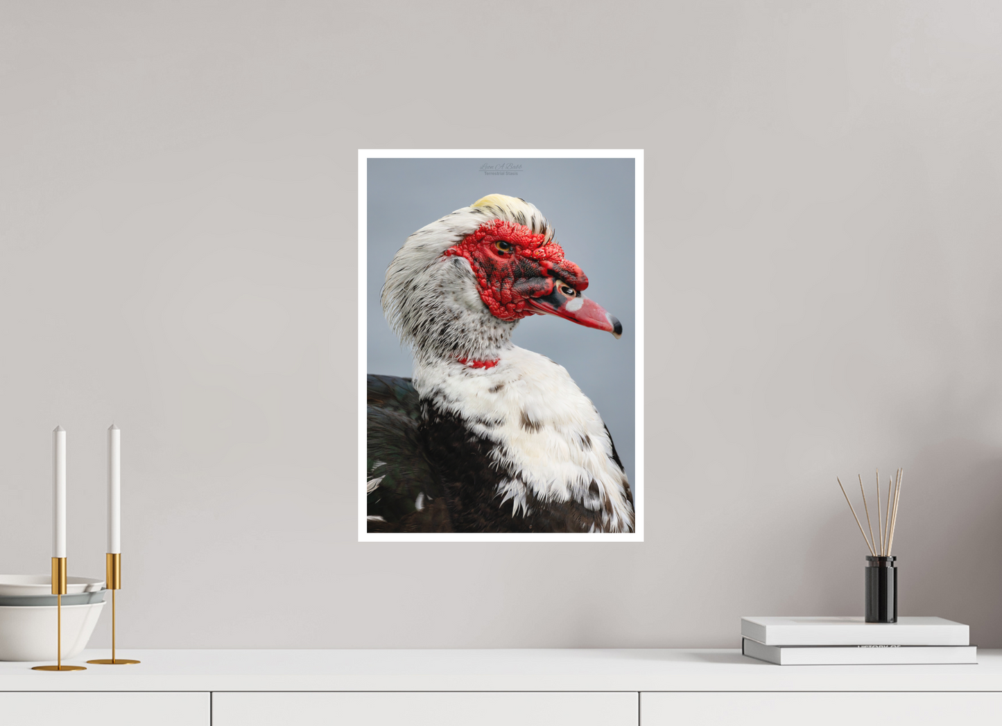 12 x 16.8″, Print with Matte Lamination (08S) Male Muscovy Duck Portrait