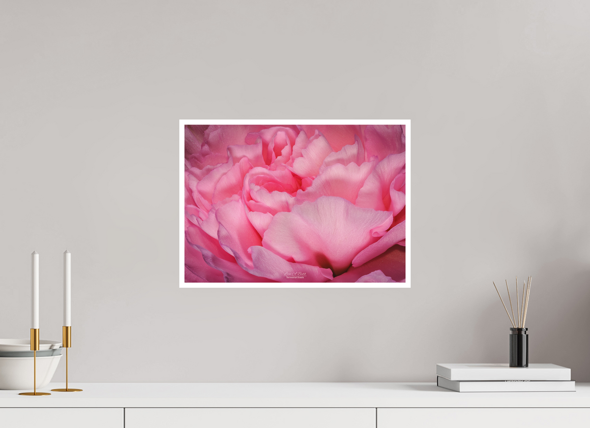 16.8 x 12″, Print with Matte Lamination Radiant Pink Petals