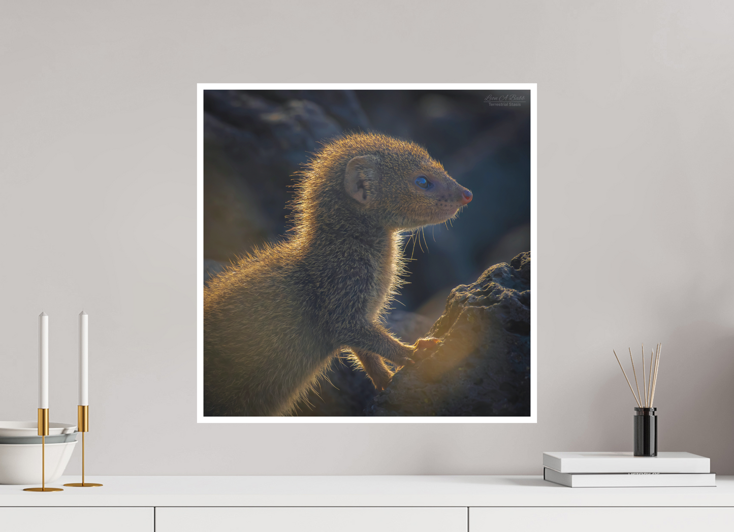 20 x 20″, Photo Print with Matte Lamination (08I) Baby Mongoose