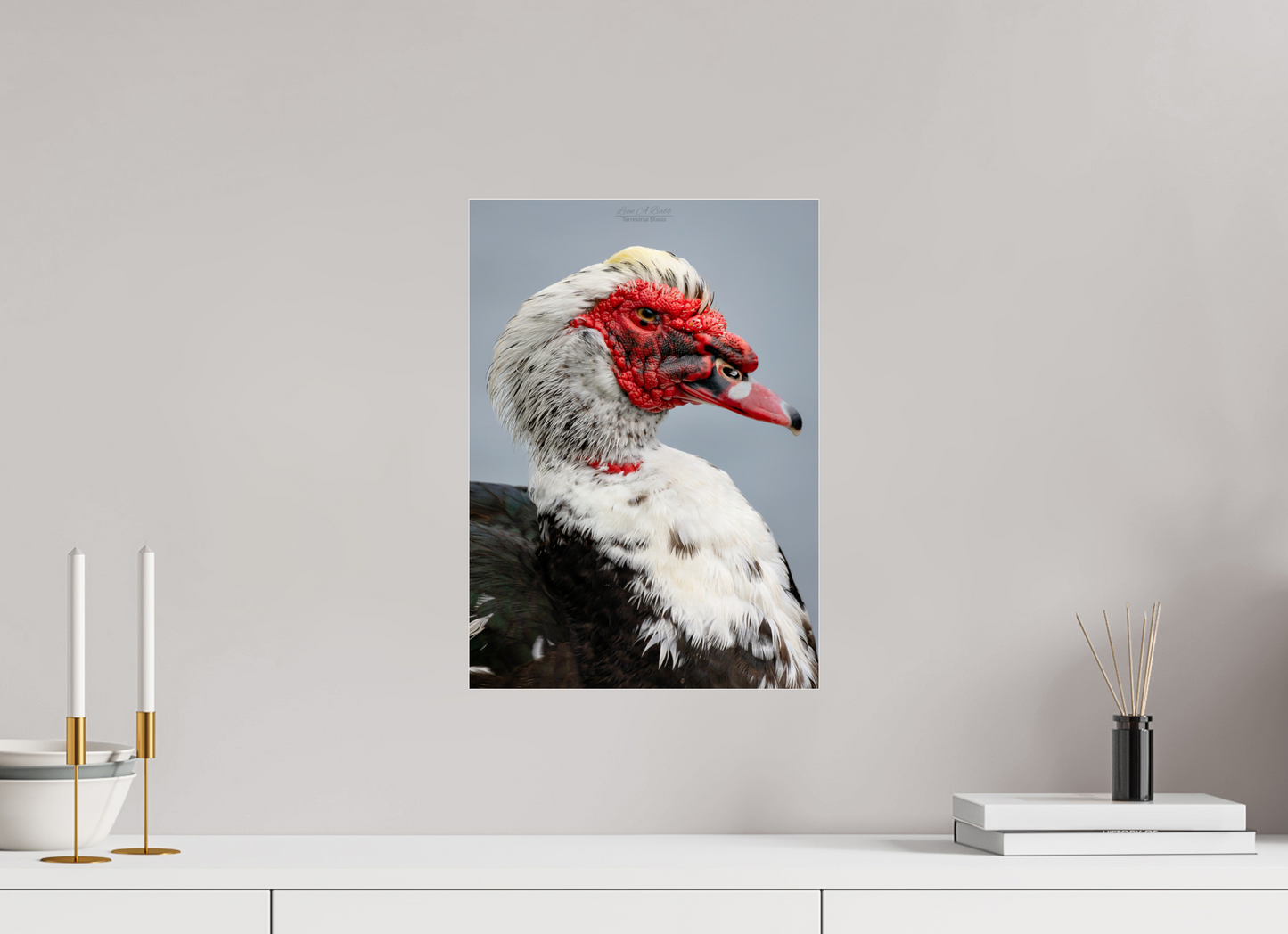 12 x 16.8″, Photo Print Under Acrylic Glass (08S) Male Muscovy Duck Portrait