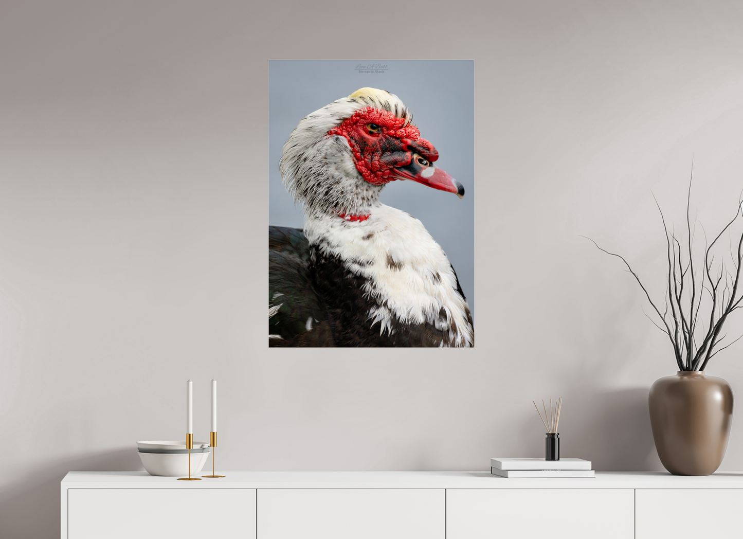 24 x 33.6″, Photo Print Under Acrylic Glass (08S) Male Muscovy Duck Portrait