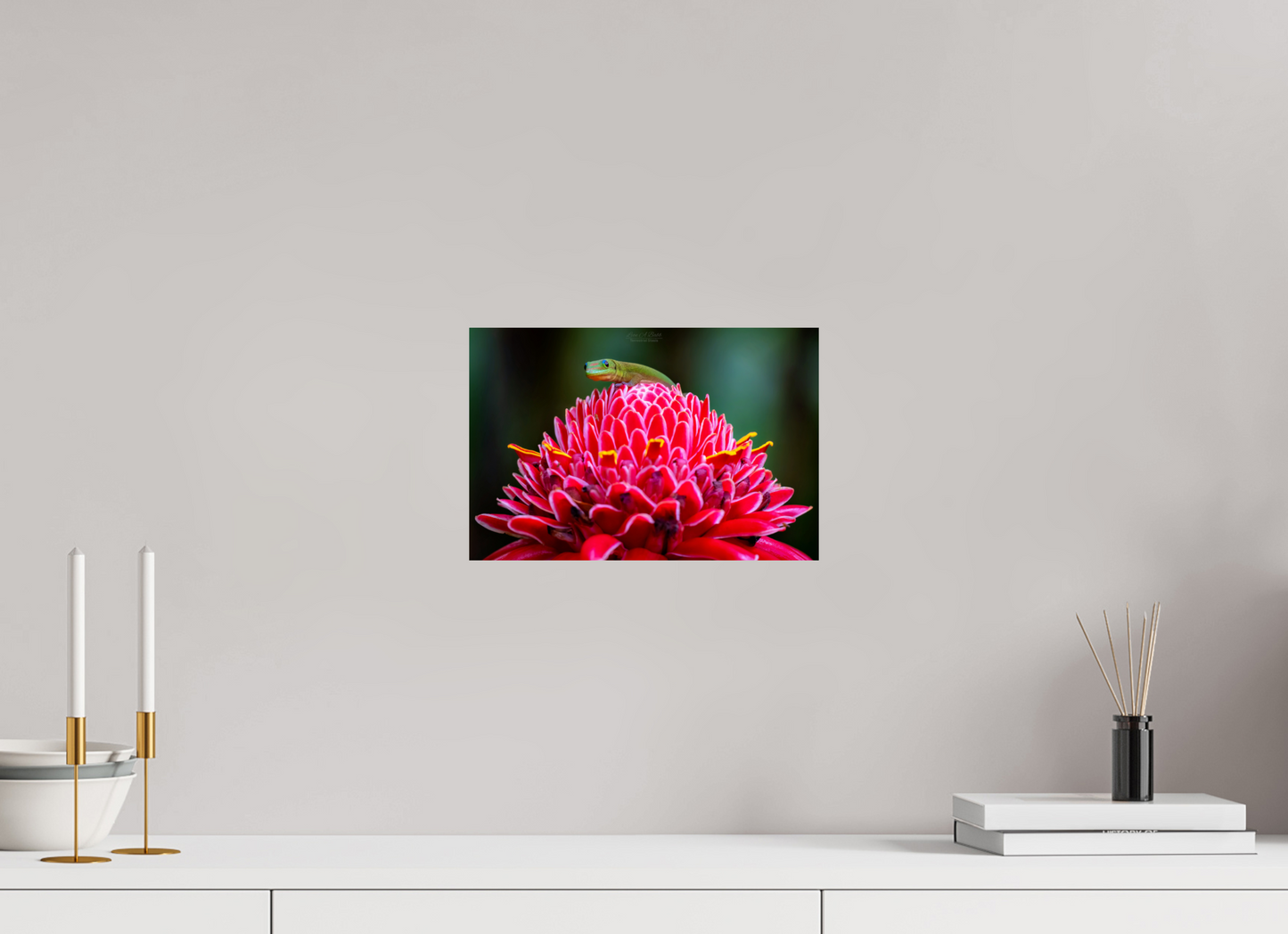 (08F) Gecko on a flower