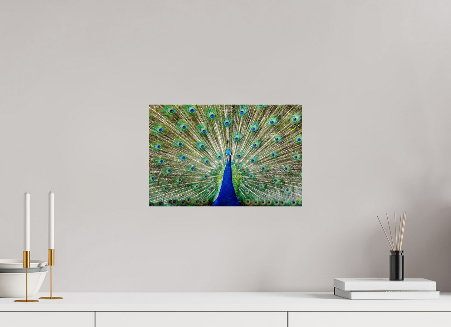 (08C) Peacock Display