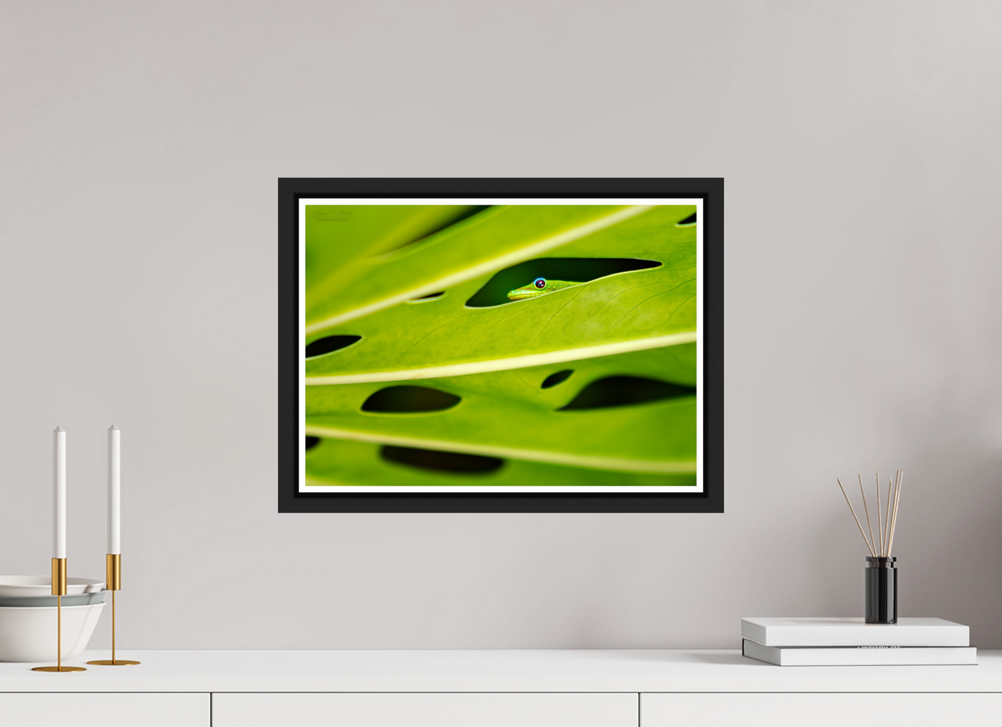 16.8 x 12″, Black Matte Floater Frame with Acrylic Glass (08E) Hidden Gecko