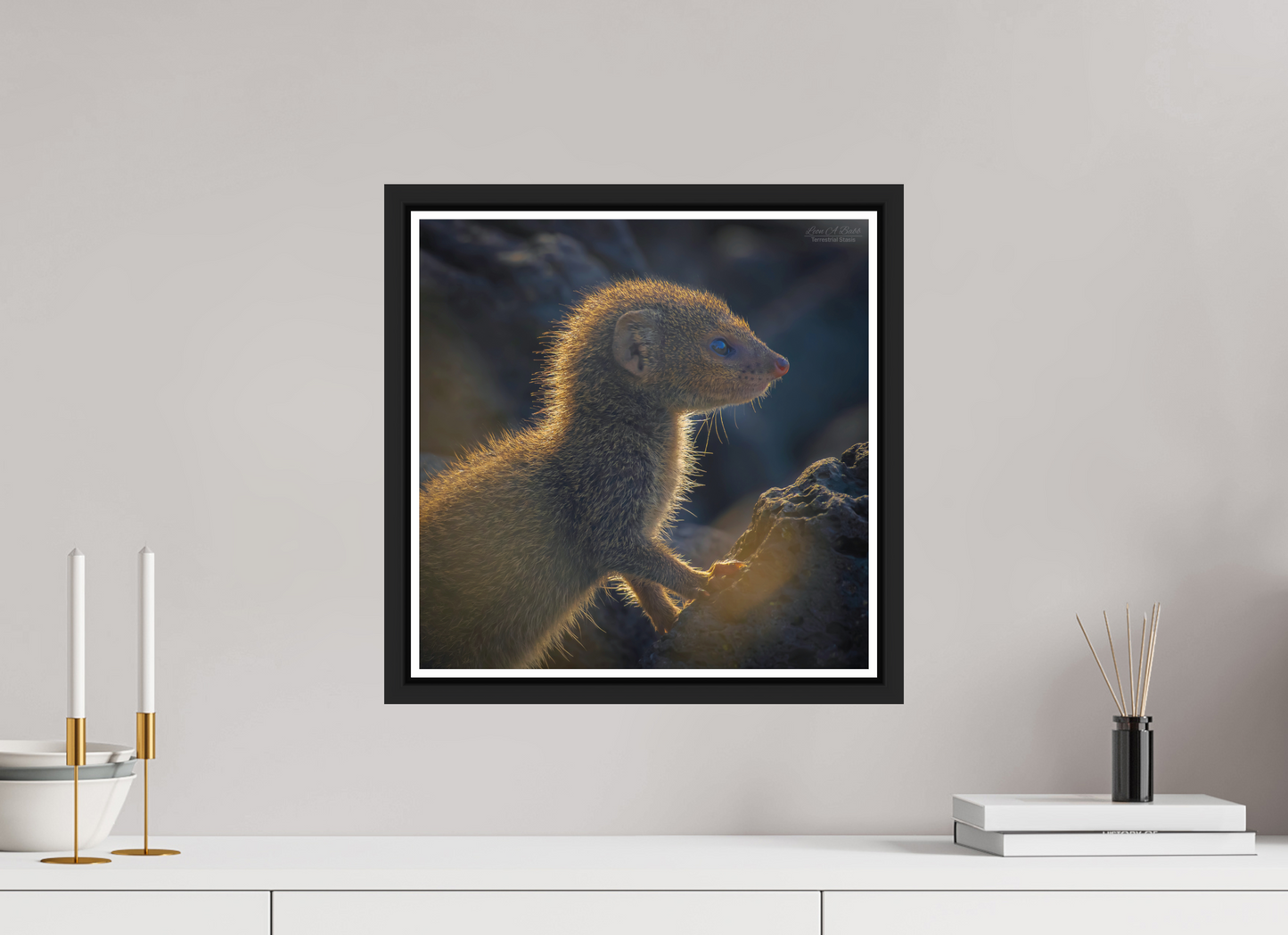 15 x 15″, Black Matte Floater Frame with Acrylic Glass (08I) Baby Mongoose
