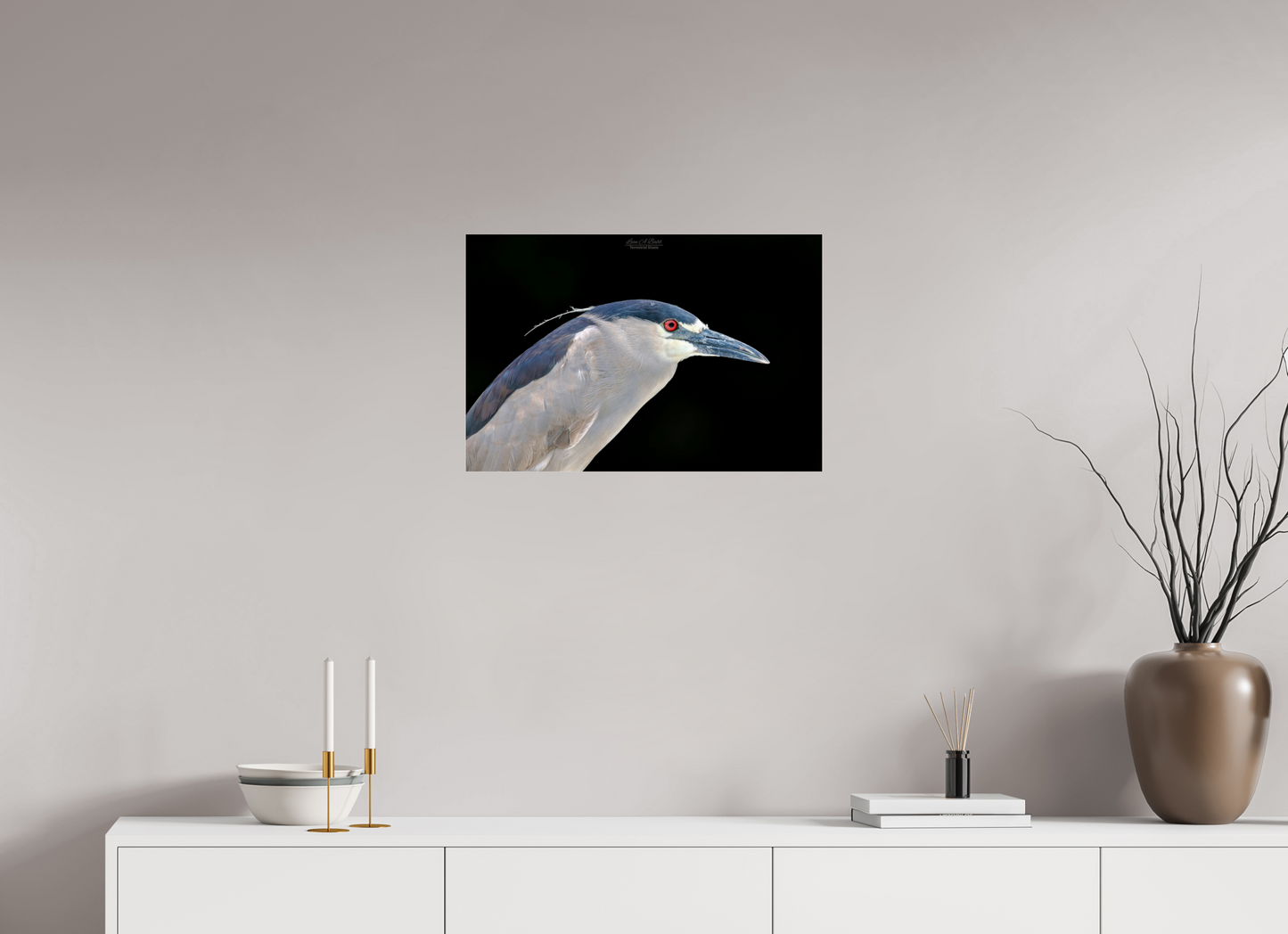(08B) Black-crowned Night Heron