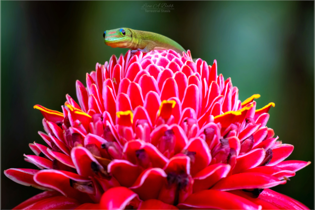 (08F) Gecko on a flower