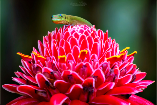 (08F) Gecko on a flower
