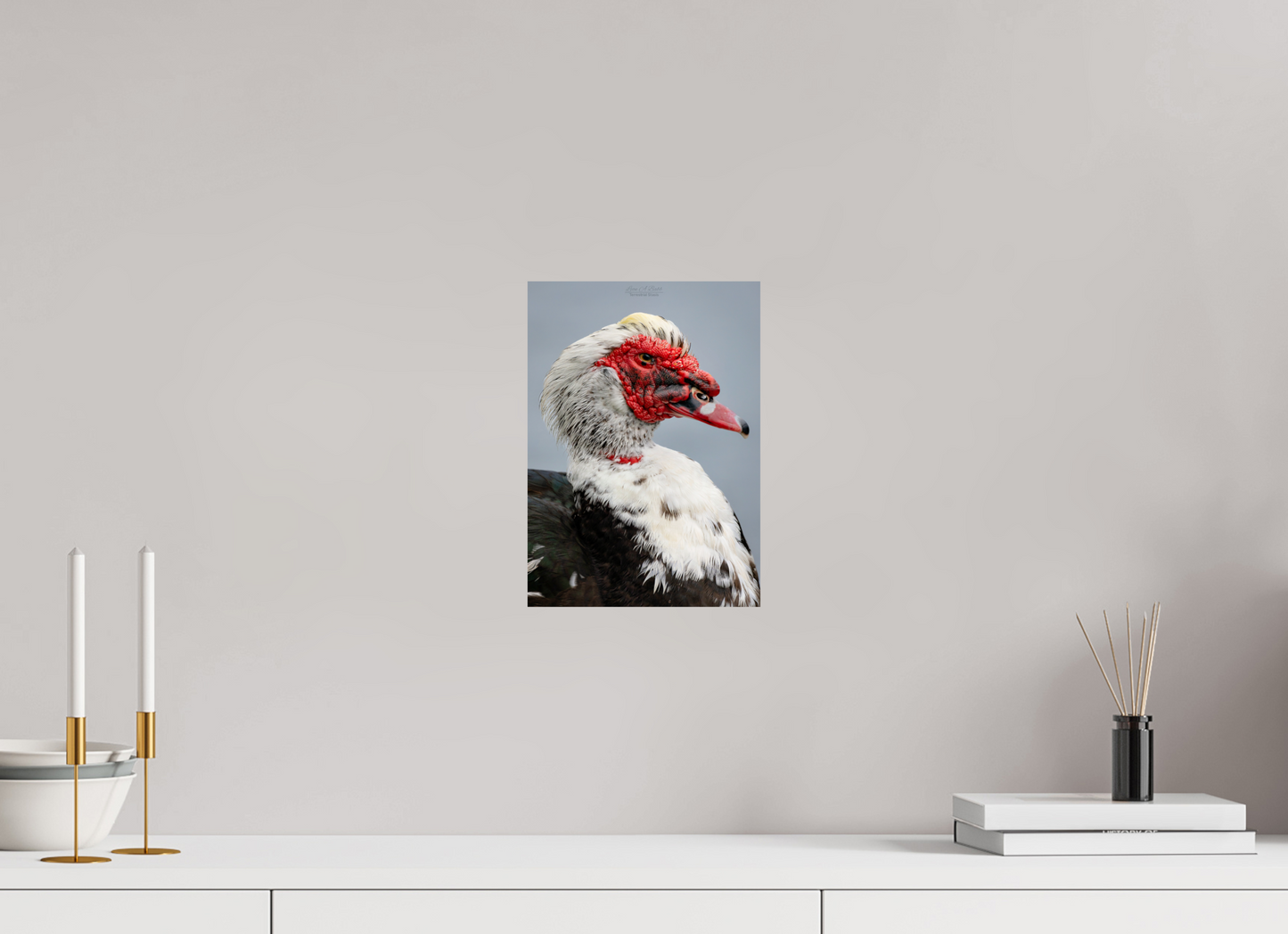 8 x 11.2″, Print with Aluminum Backing and Glossy Lamination (08S) Male Muscovy Duck Portrait