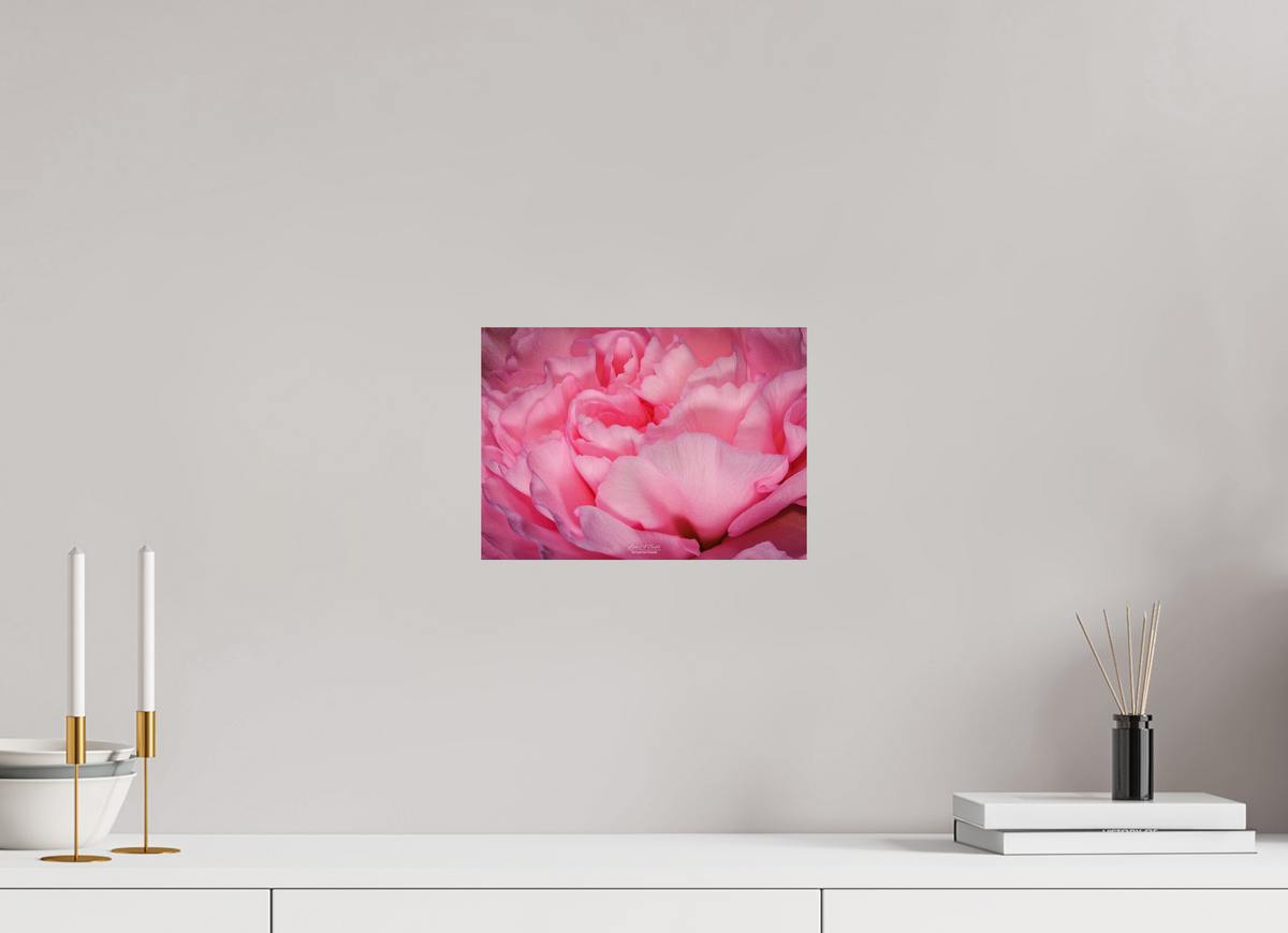 11.2 x 8″, Print with Aluminum Backing and Glossy Lamination Radiant Pink Petals