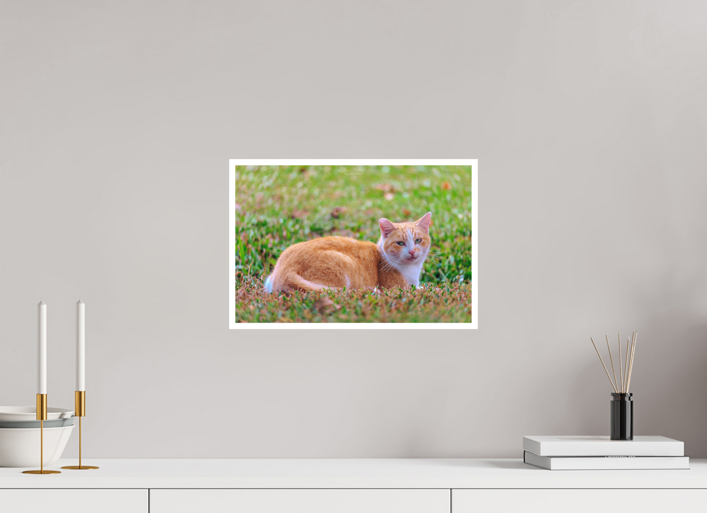 15 x 10″, Photo Print with Matte Lamination (08H) Hawaii Strays in Color