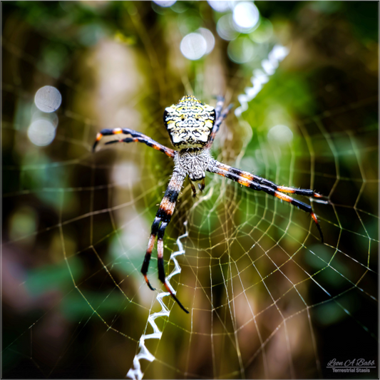 (09A) Spider on the trail