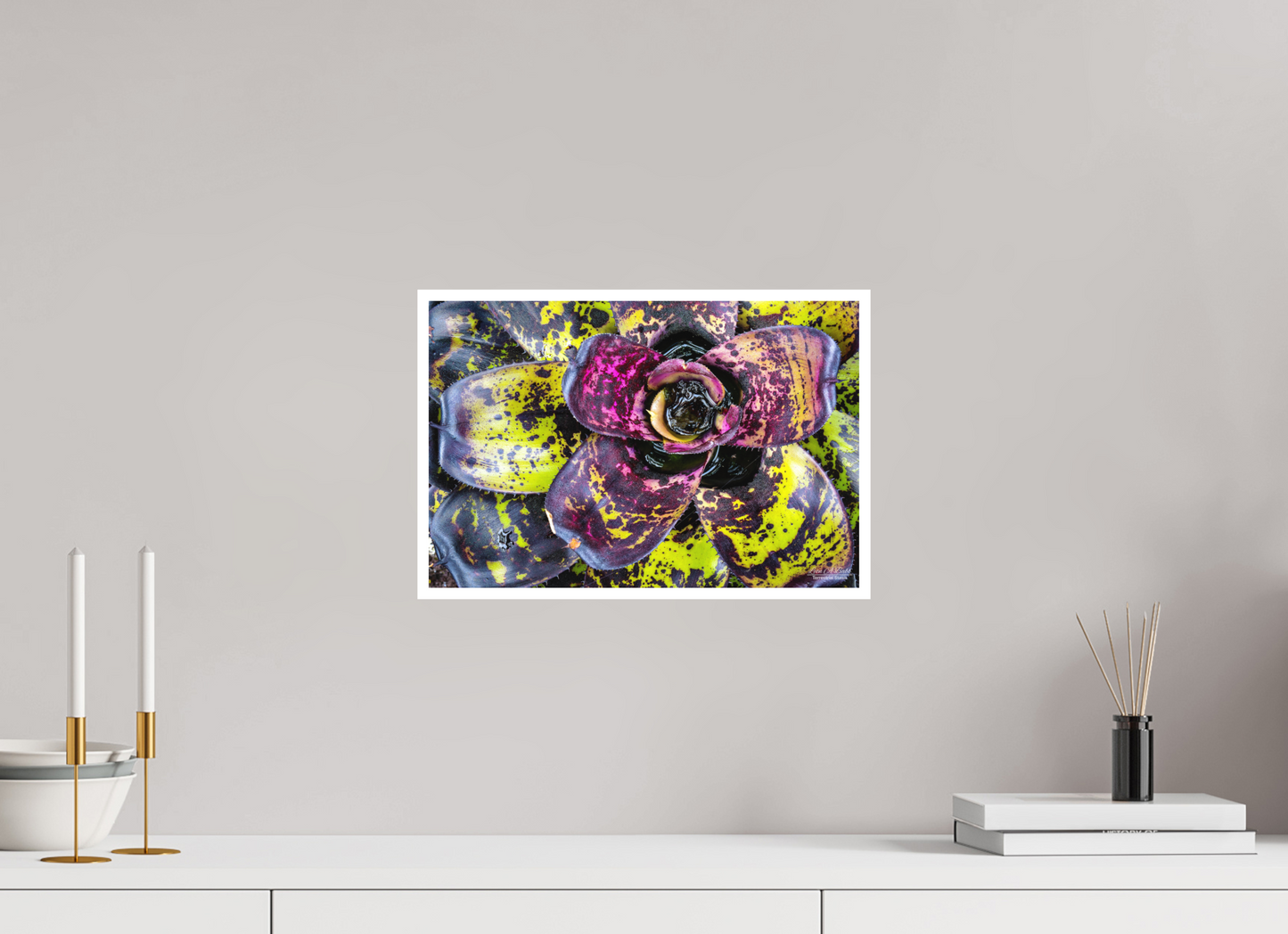 15 x 10″, Photo Print with Matte Lamination (07B) Colorful Plant