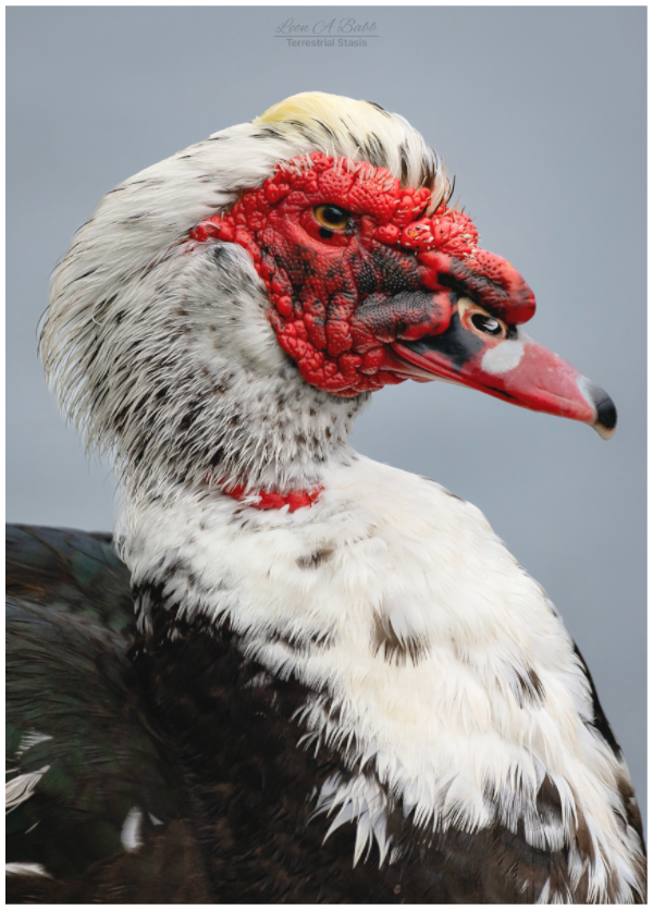 Main image (08S) Male Muscovy Duck Portrait