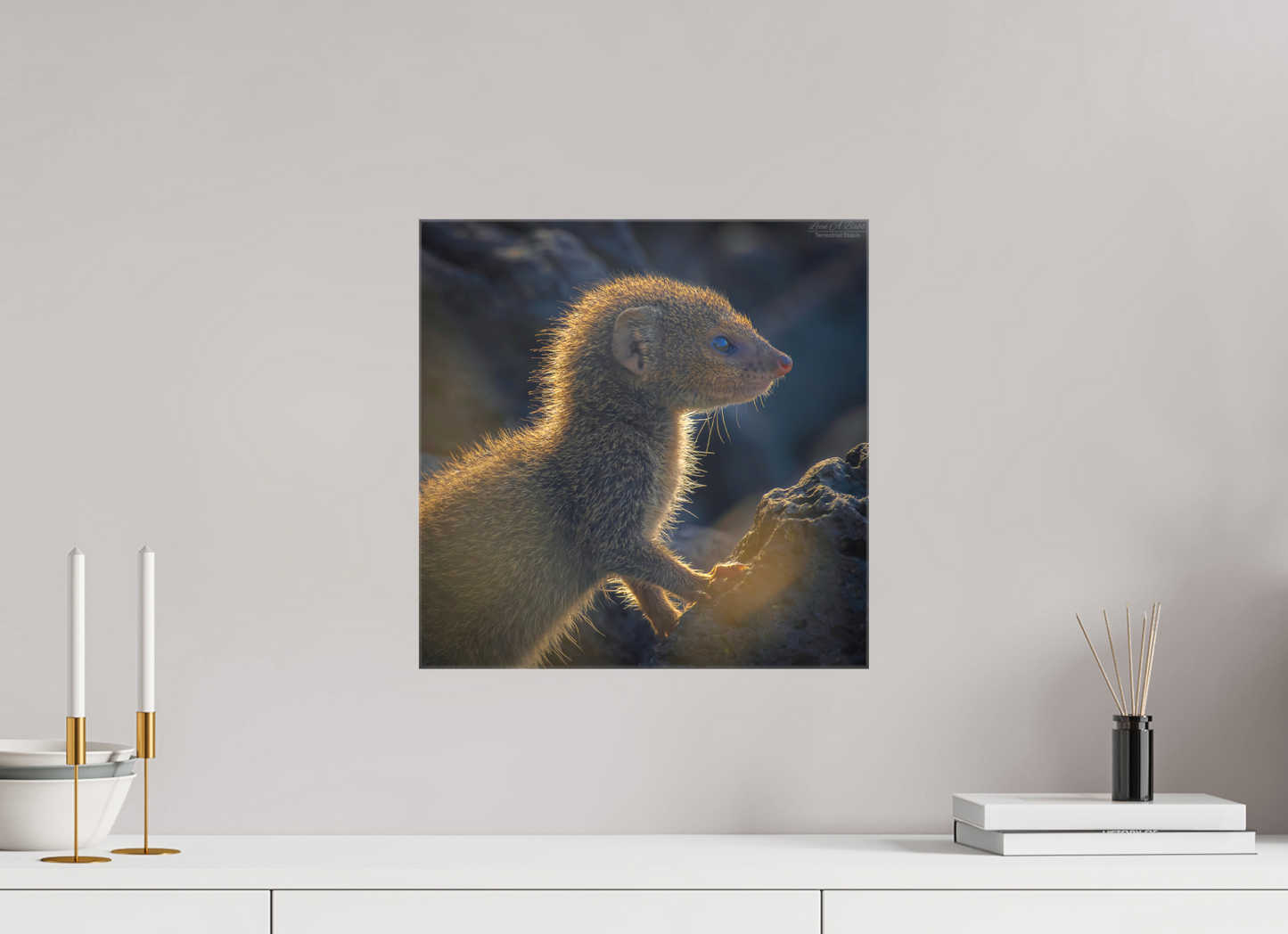 (08I) Baby Mongoose
