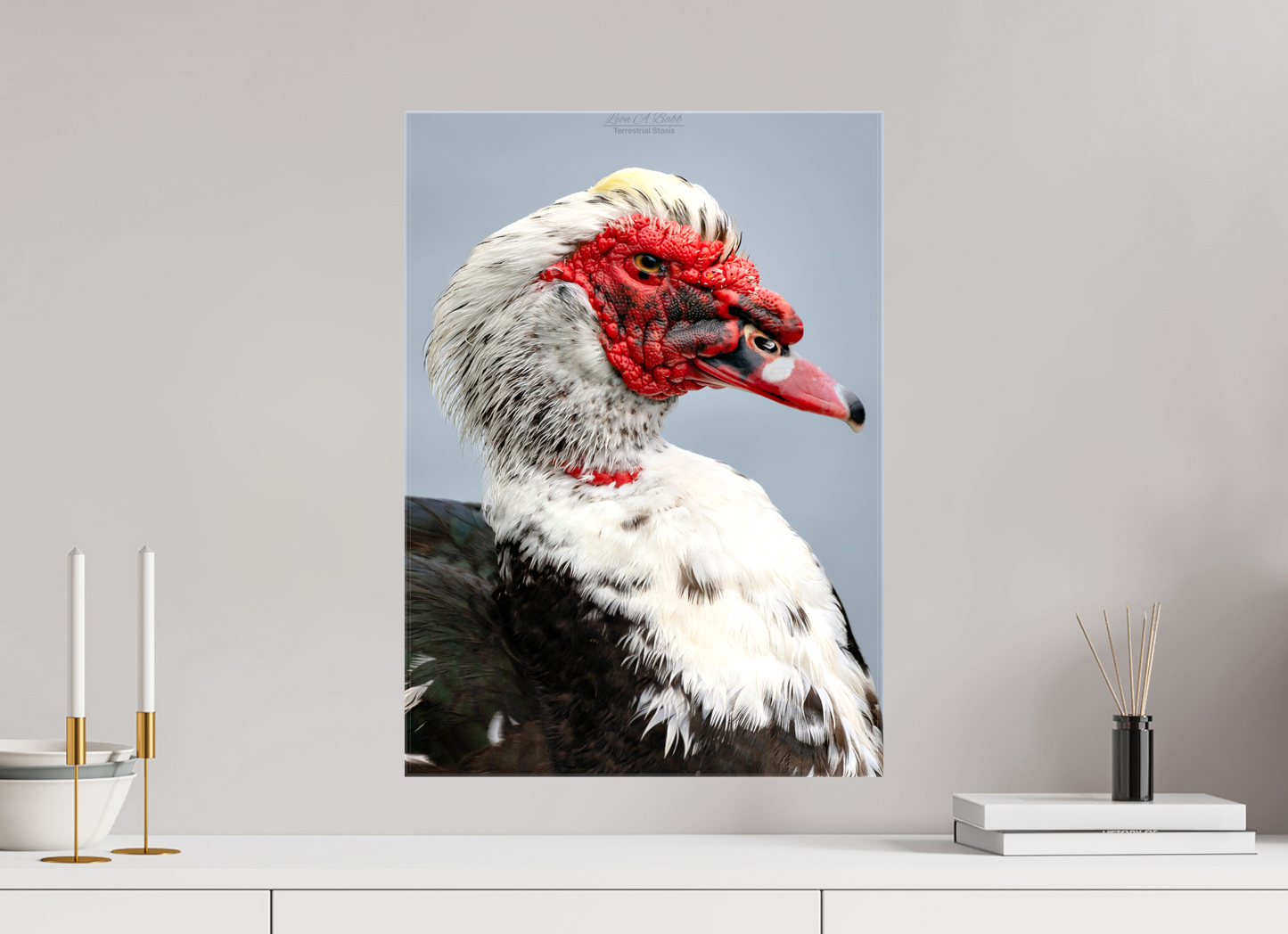 16 x 22.4″, Glossy Canvas Stretcher Frame with Mirrored Edges (08S) Male Muscovy Duck Portrait