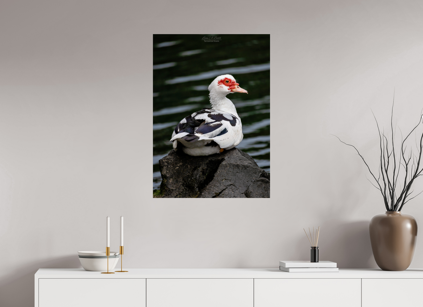 24 x 33.6″, Print with Aluminum Backing and Glossy Lamination (08T) Female Muscovy Duck Portrait