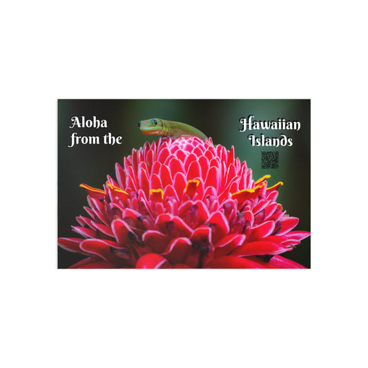 (01C) Postcard (1) - Hawaii Island Gecko