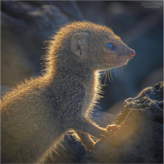 (08I) Baby Mongoose
