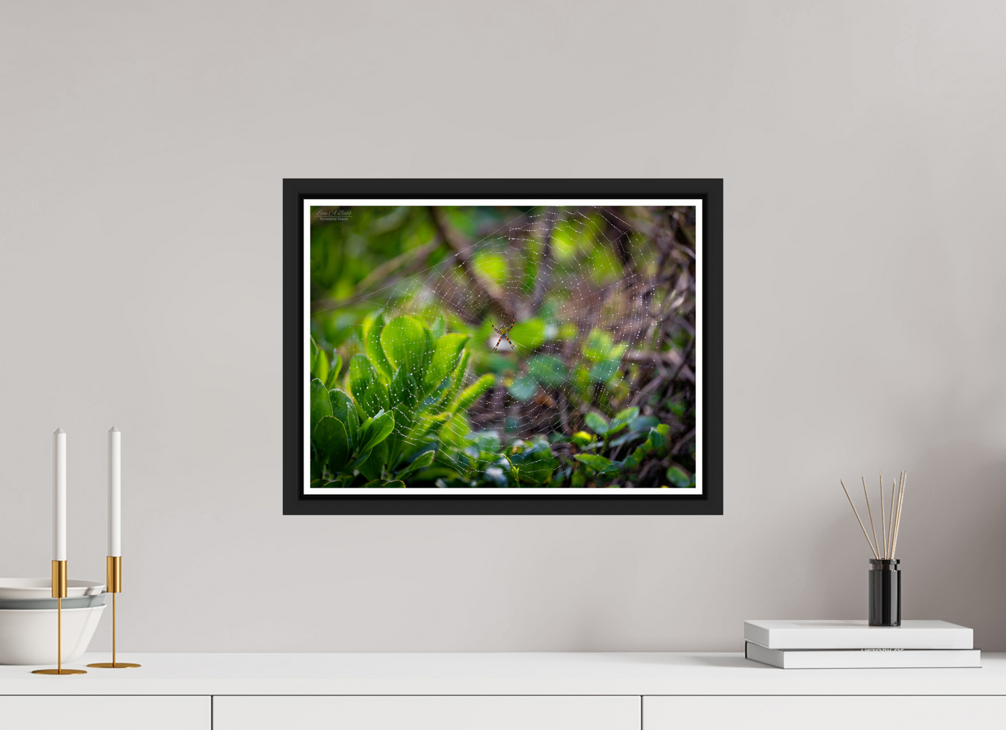 16.5 x 12″, Black Matte Floater Frame with Acrylic Glass Hawaiian Garden Spider Web
