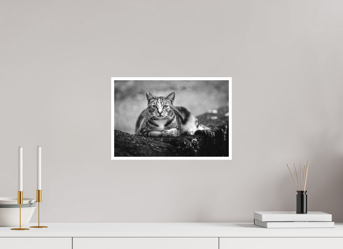15 x 10″, Photo Print with Matte Lamination (08G) Hawaii Strays in BnW