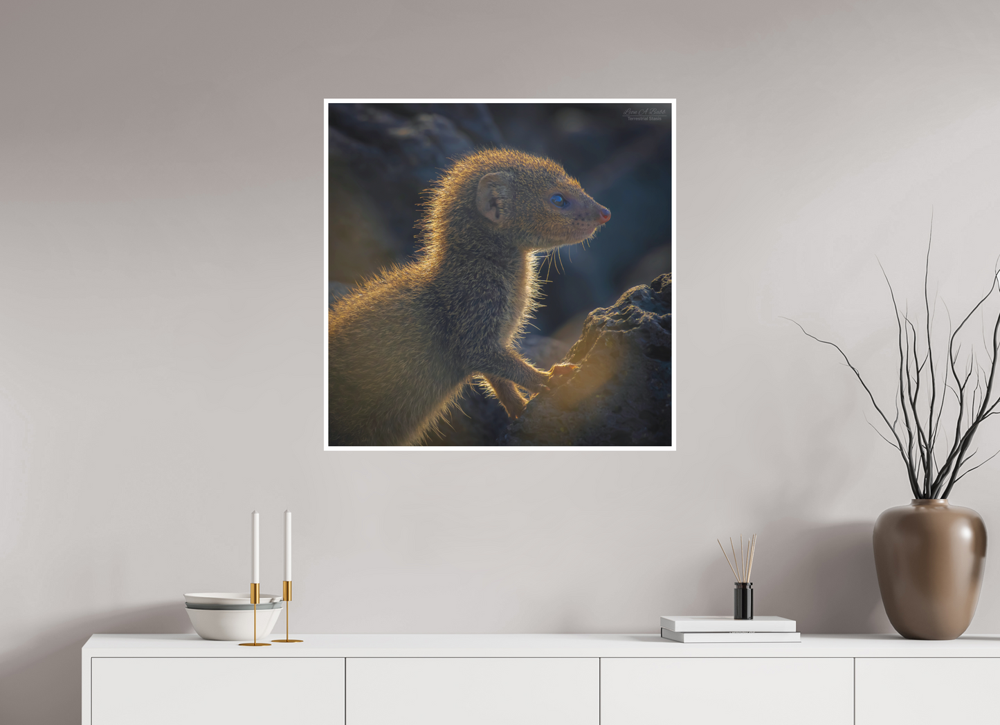 30 x 30″, Photo Print with Matte Lamination (08I) Baby Mongoose