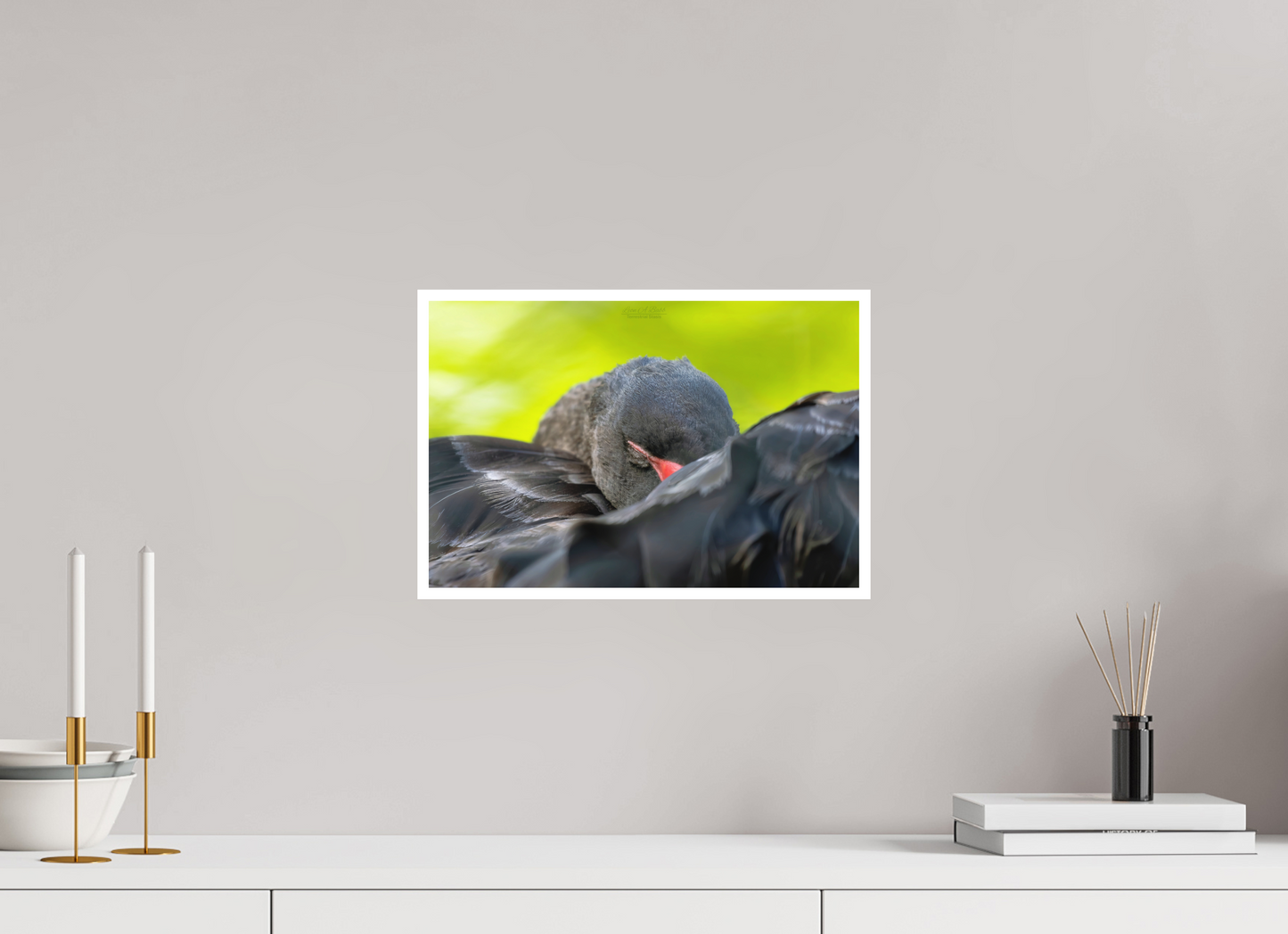 15 x 10″, Photo Print with Matte Lamination (08A) Black Swan