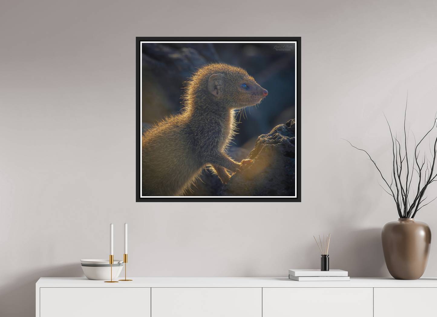 30 x 30″, Black Matte Floater Frame with Acrylic Glass (08I) Baby Mongoose