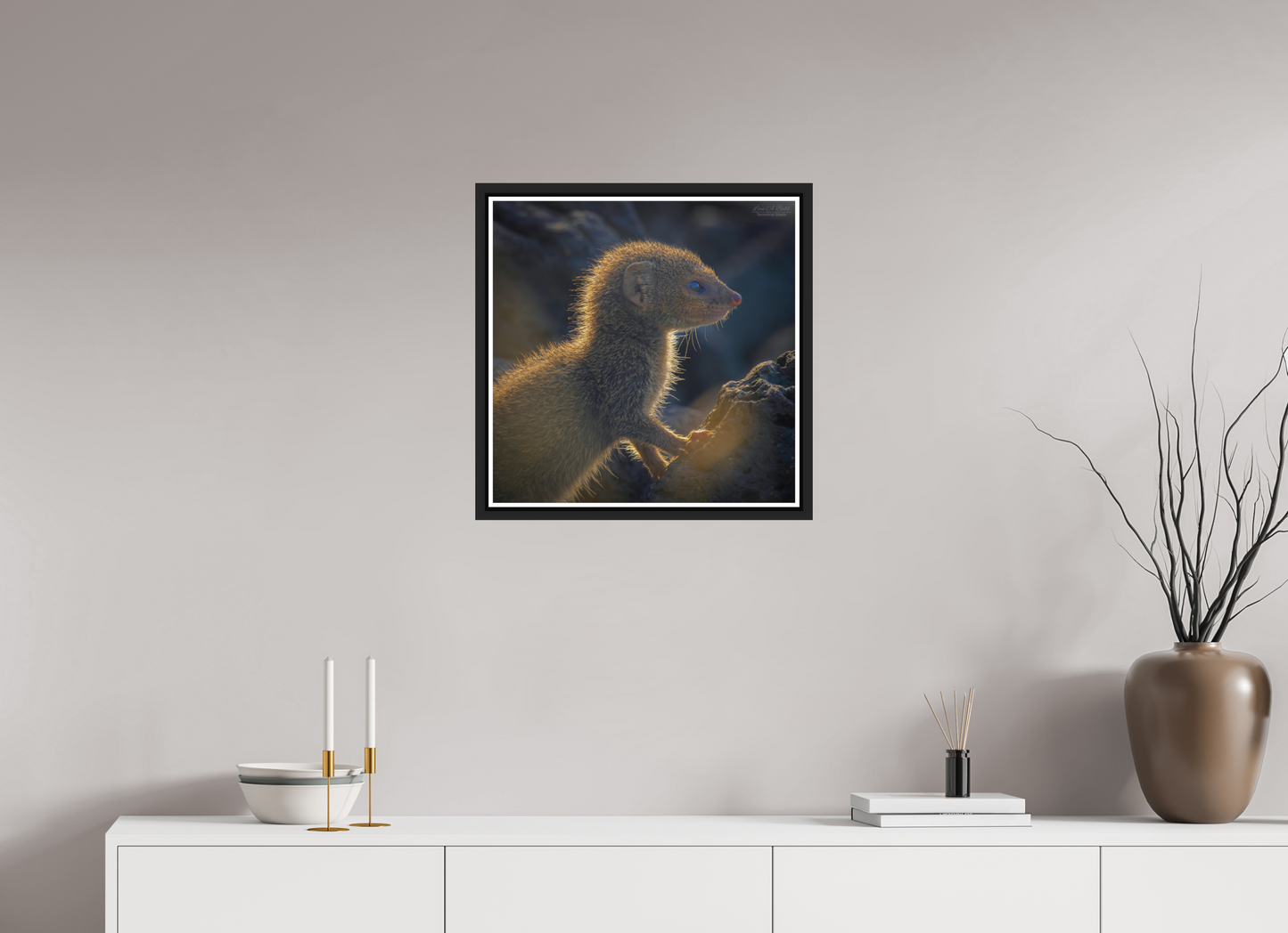 20 x 20″, Black Matte Floater Frame with Acrylic Glass (08I) Baby Mongoose