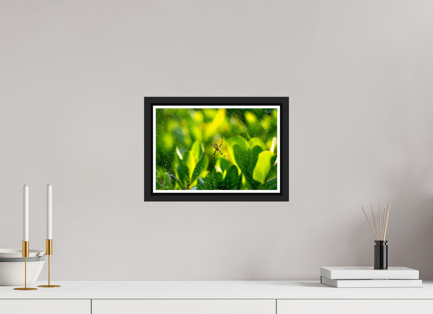 12 x 8″, Black Matte Floater Frame with Acrylic Glass (09C) Hawaiian Garden Spider